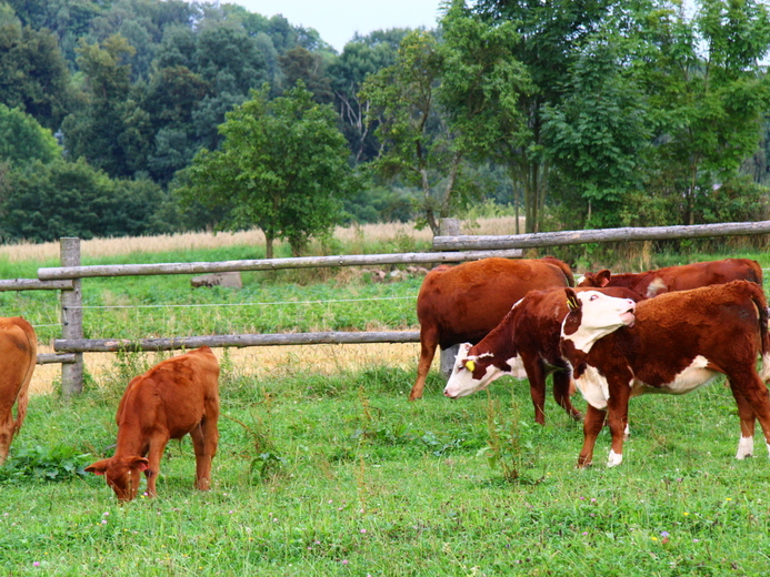 IMG_4619 - Benešov u Semil